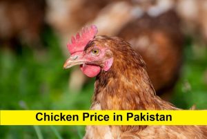 Chicken Price in Pakistan Today [Poultry Rate List] Updated