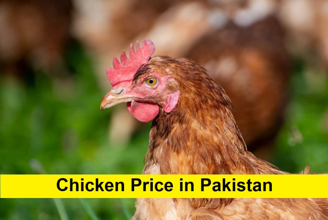 Chicken Price in Pakistan