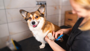 Top Careers in the Growing Pet Care Industry